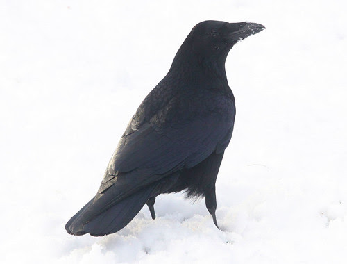 Rook in the Snow