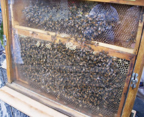 Tour of Bill's Bee Ranch