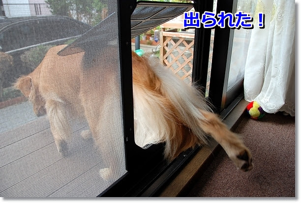 犬 猫出入り口 に挑戦 ヾ ワンコ便利グッズ
