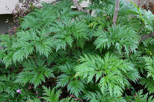 geranium maderense white
