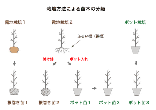 北国のみどり情報局 園芸講座