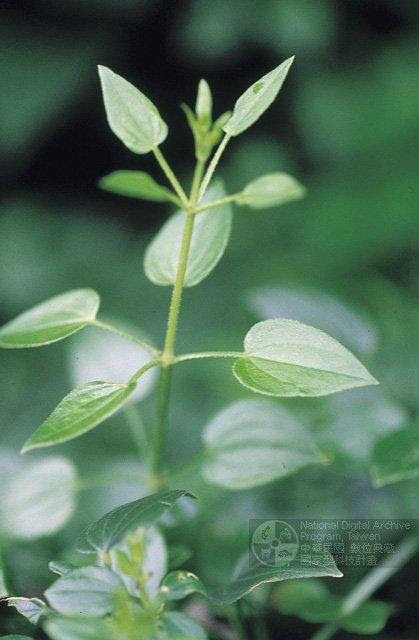 別名 紅根仔草 紅藤仔草 過山龍 金草 蒨草 染緋