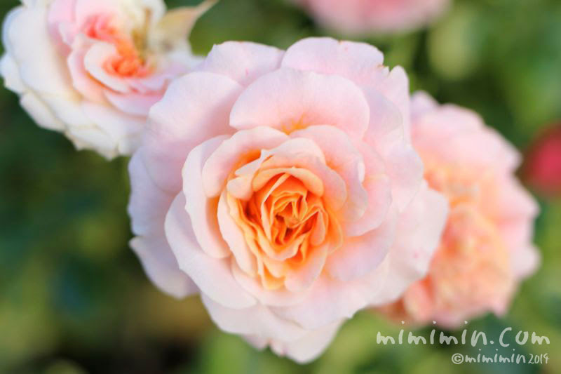 サーモンピンクのバラ 花の写真 花言葉 みみみんブログ