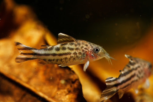 コリドラスの繁殖行動 ってどんなの 熱帯魚 淡水魚 海水魚の図鑑
