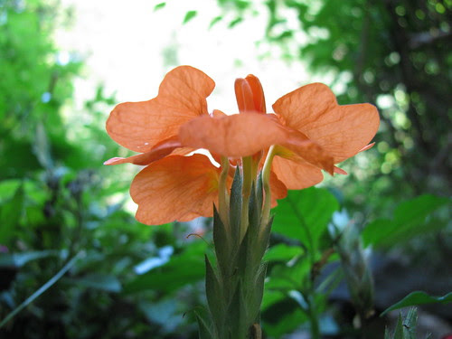 orange flower