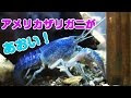 画像 青い ザリガニ 値段 127140