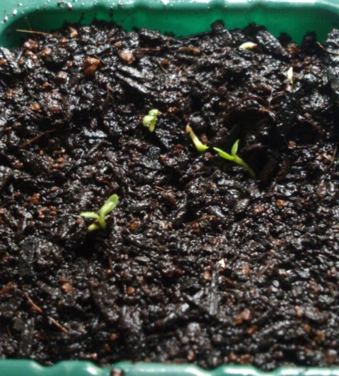 植物観察記録 種から育てた帝王貝細工 ３月１０日 １０日目 多くの芽が発芽しました 植物図鑑 ガーデンレコード 花の易しい育て方