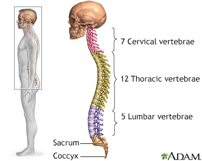 thoracic lumbar sacral