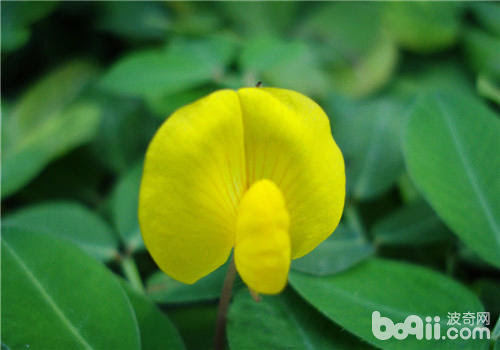 蔓花生价格 图片 纯种蔓花生幼犬多少钱一只 蔓花生好养吗 波奇网