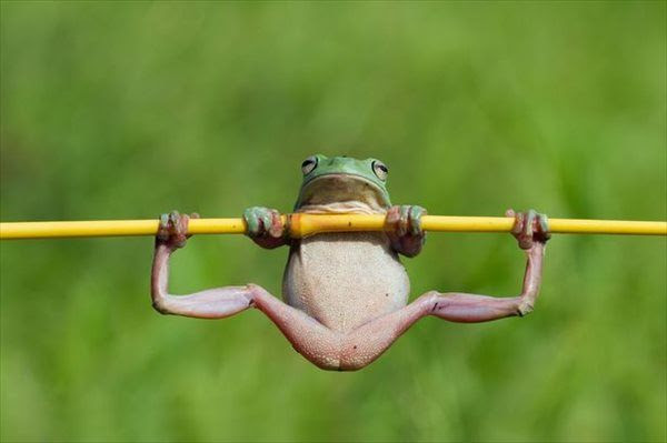 かわいいカエル２ え ちゃんのblog