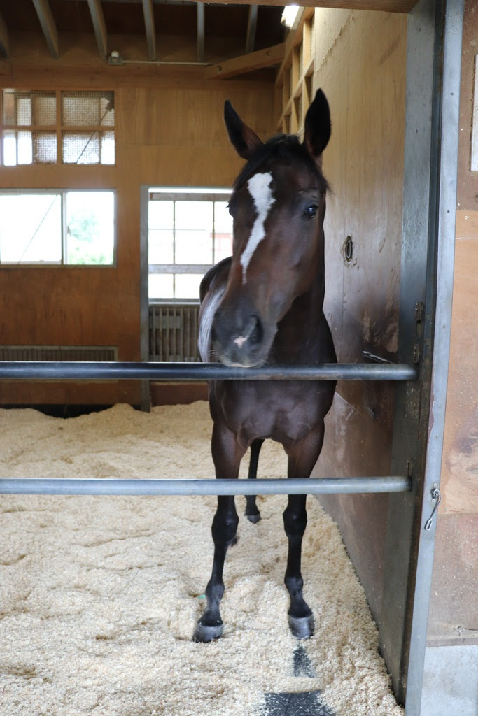 ミッキのｗｅｅｋ ｄｉａｒｙ エイト新人ｔｍ 可愛い２歳馬カンゼオン モンテロッソの娘です サンスポzbat 競馬