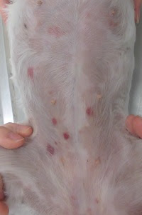 これは皮膚病ですか 神戸市中央区の動物病院 ひらやま動物病院です
