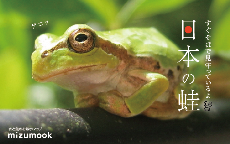 毒がある 失明する とってもかわいいアマガエル ミズムック