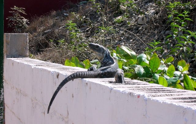 Iguana on wall, La Manzanilla