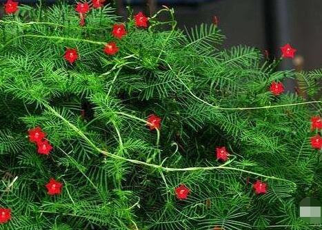 茑萝怎么施肥 稀薄肥水为主 切忌过量 附施肥时间和方法 农讯网 农业科技网站nongxun Net