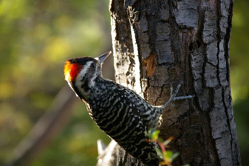 Woodpecker, Lake Pehoe campsite