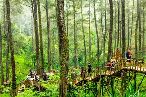 orchid forest lembang review harga tiket masuk foto