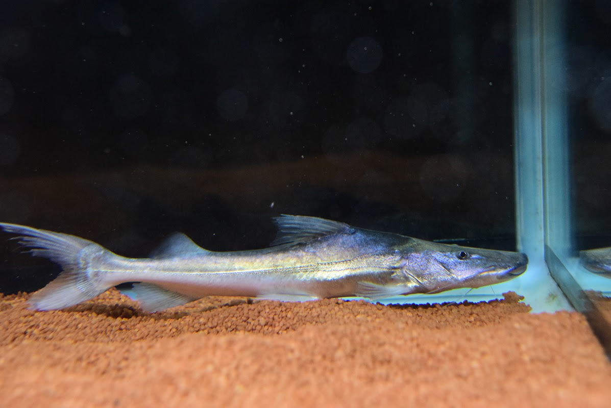 7 23 入荷魚紹介 静岡市の熱帯魚専門店 大型魚 古代魚 珍魚 World Rivers