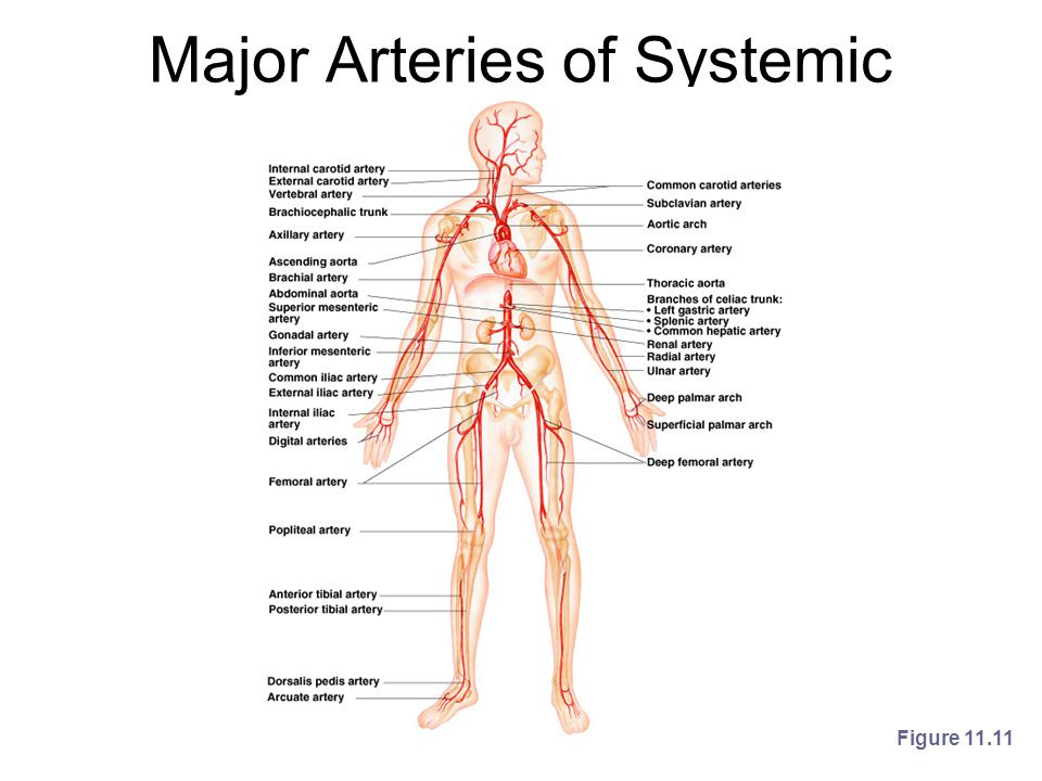 ImageQuiz: Major Arteries of Systemic Circulation (Anterior View)