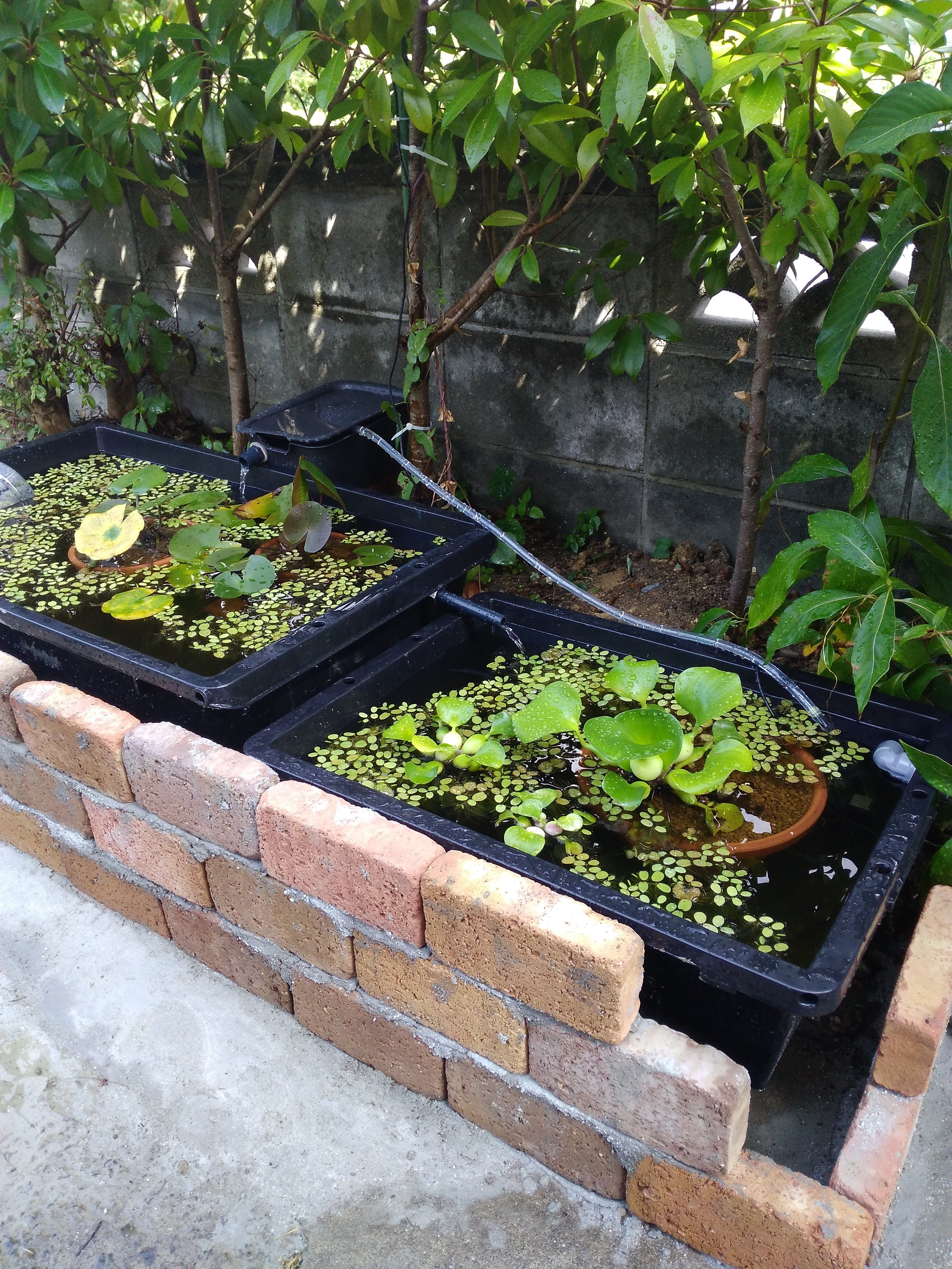 近くに電源がないビオトープに循環濾過システム導入 Solabito のsunnyday な Blog