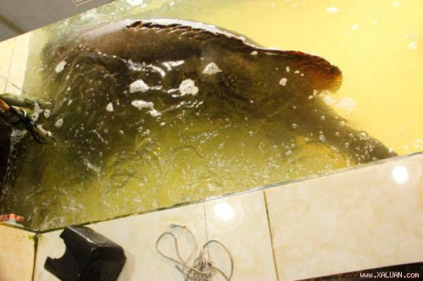 Con cá mú nghệ vẫn bơi lượn khỏe mạnh trong bể kính trước khi sự kiến của thực khách.