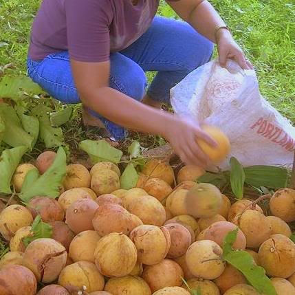mangoes
