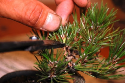 盆栽 お手入れ講座