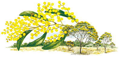 illust: Marion Westmacott ©ANBG