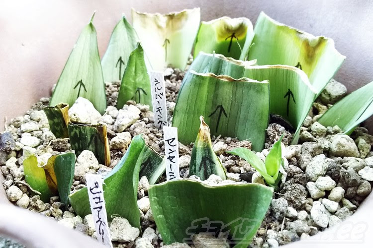サンセベリアの葉挿しの極意 シルバーキングの入手から葉挿し そして発根までを時系列で見てみよう Oyageeの植物観察日記