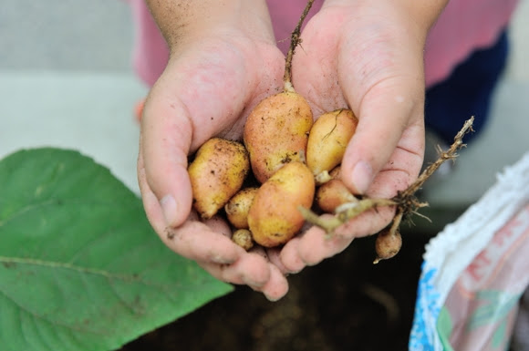 ジャガイモの袋栽培 ついに収穫の時期が 衝撃の結末でした ぽちさんのひとりごと