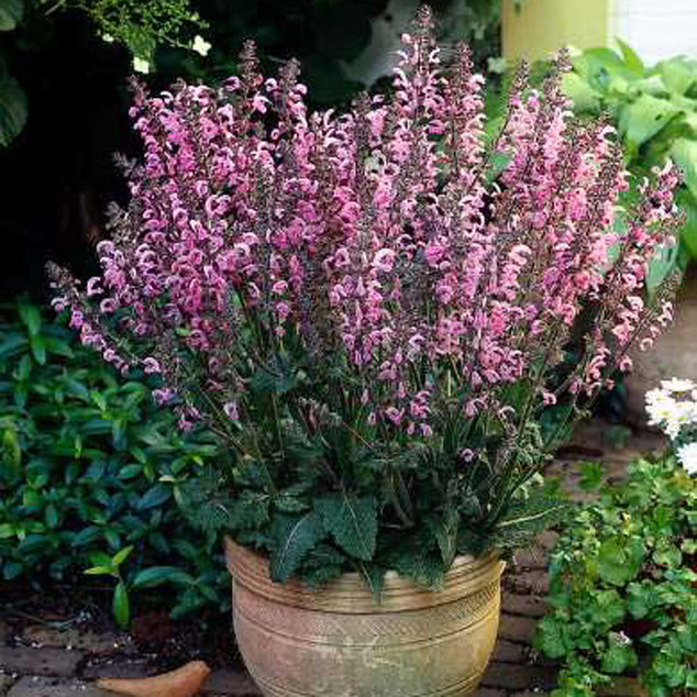 サルビア ピンク デライト D 四国ガーデン通信販売部 栽培の手引き