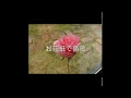 セリア 花紙 ダイソー 152642