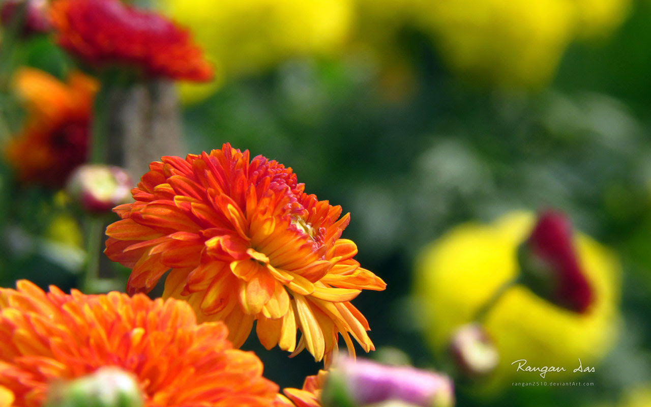  Flower  Wallpapers  for Windows 10 WallpaperSafari