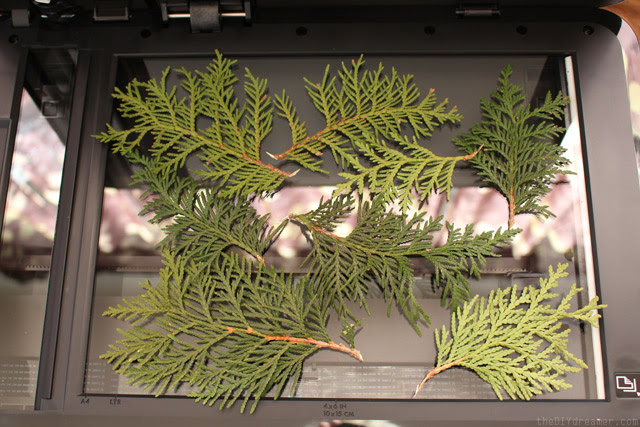 Copiar Cedar Branches para fazer papel de embrulho