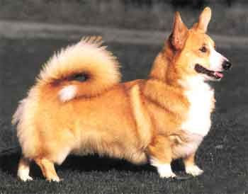 Petit Chien Qui Ressemble à Un Renard