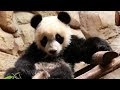 [Nouvelle collection] joyeux anniversaire avec panda  296291-Joyeux anniversaire avec panda