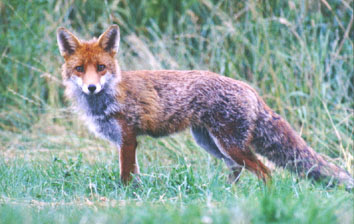 Le Renard