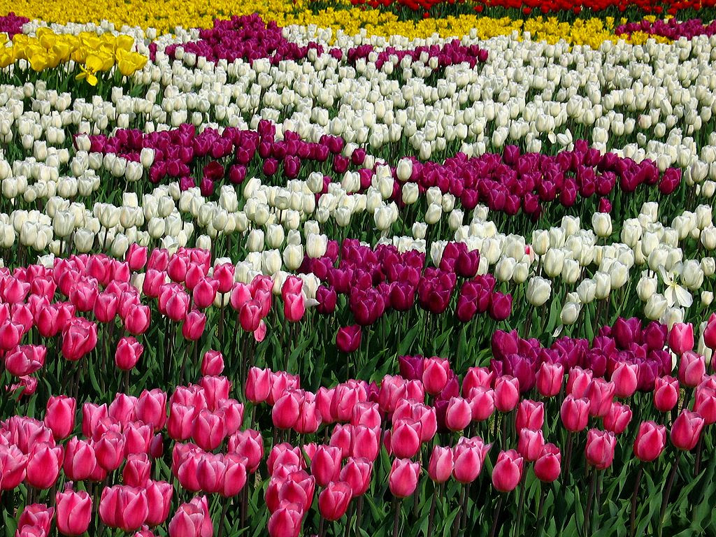 本店 夕焼けのチューリップ畑 サンセット チューリップガーデン パノラマ 壁紙ポスター 特大パノラマ版 1440 576mm はがせるシール式 101p1 Www Idealmusicorp Com