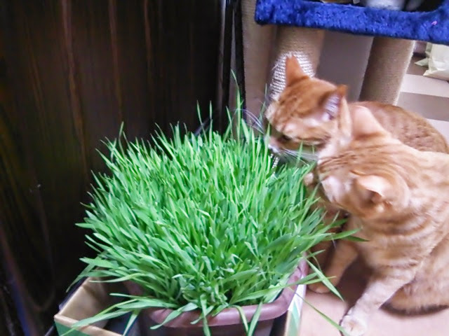 猫草ニャッパのセットのしかた 育て方 猫が大好き ｎｅｔ お金をかけずに猫を飼う