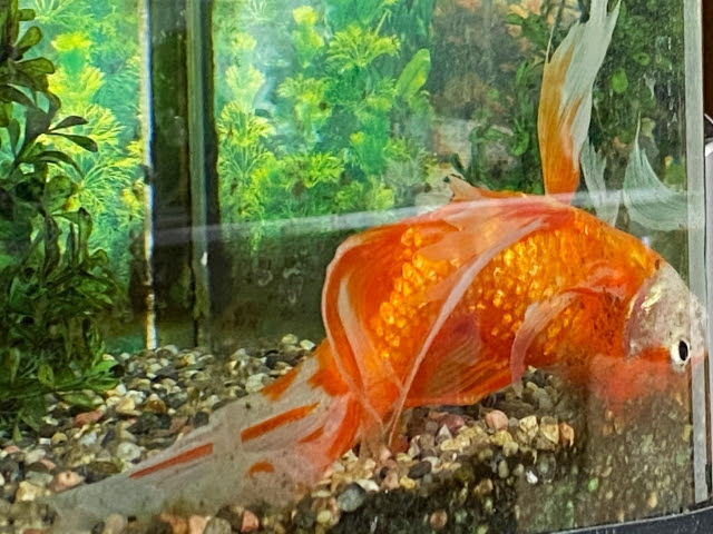 転覆病の治療方法 予防法 サイエンス アクアリウム 科学で飼育 病気を楽に治すサイト
