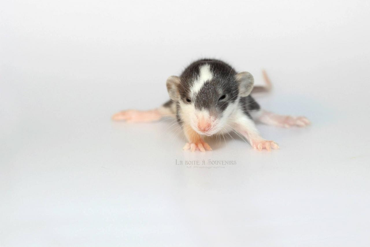 La Reproduction Du Rat Le Developpement Des Petits