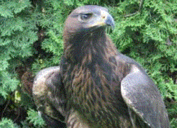 Raptors
