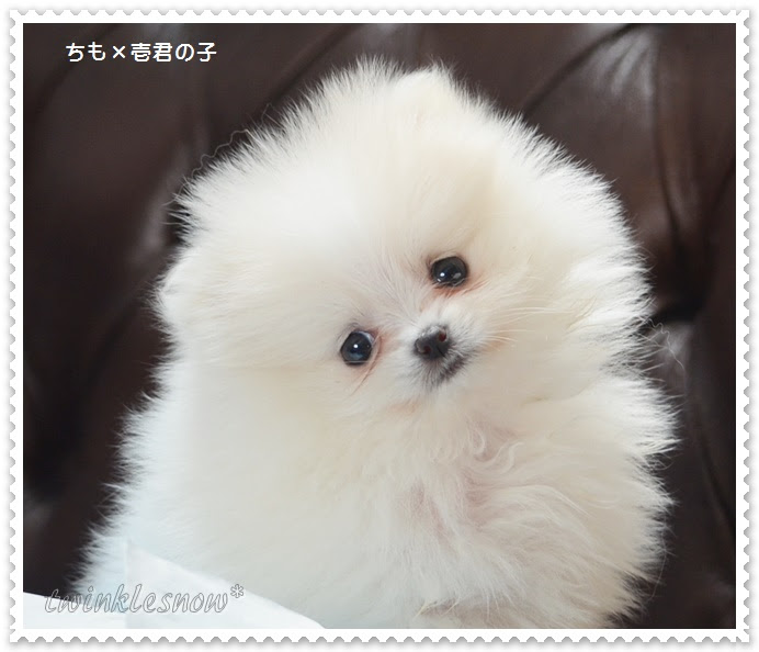 胚芽 釈義 いらいらする ポメラニアン 子犬 かわいい Crecla Hidaka Jp