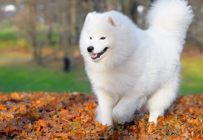 Dog Breeds Beginning with S Pet Paw