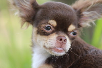 ココアといちごのあしあと でちゃった