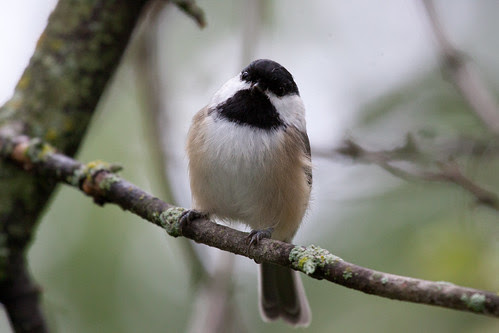 Black-capped Chickadee