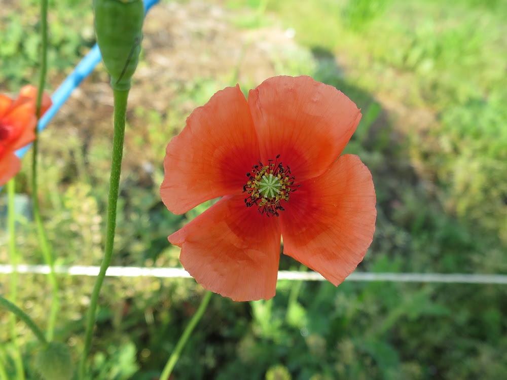 りゅうせいの徒然なるままに オレンジ色の春の花