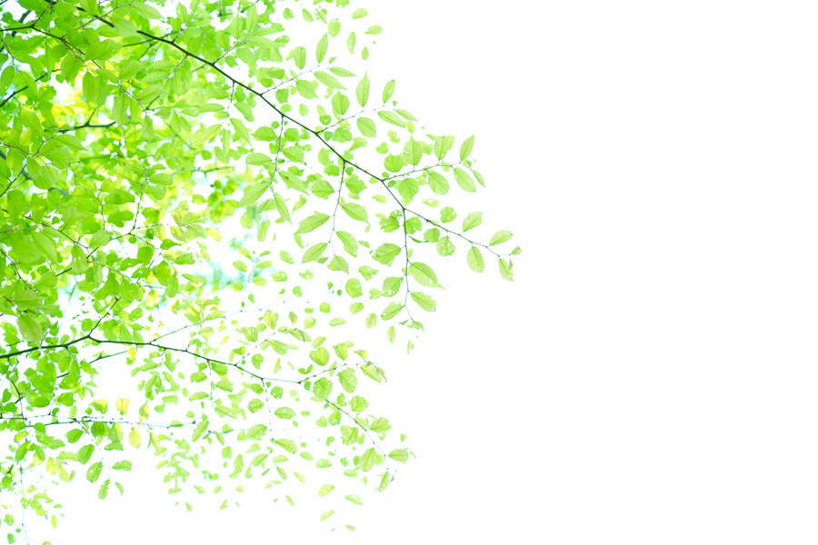 フリー写真 新緑の葉でアハ体験 Gahag 著作権フリー写真 イラスト素材集