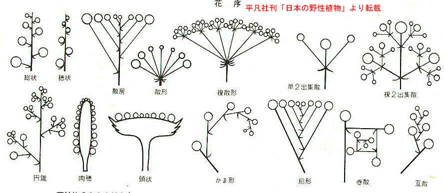 http://suzuka.la.coocan.jp/flowerphoto/kajo.JPG