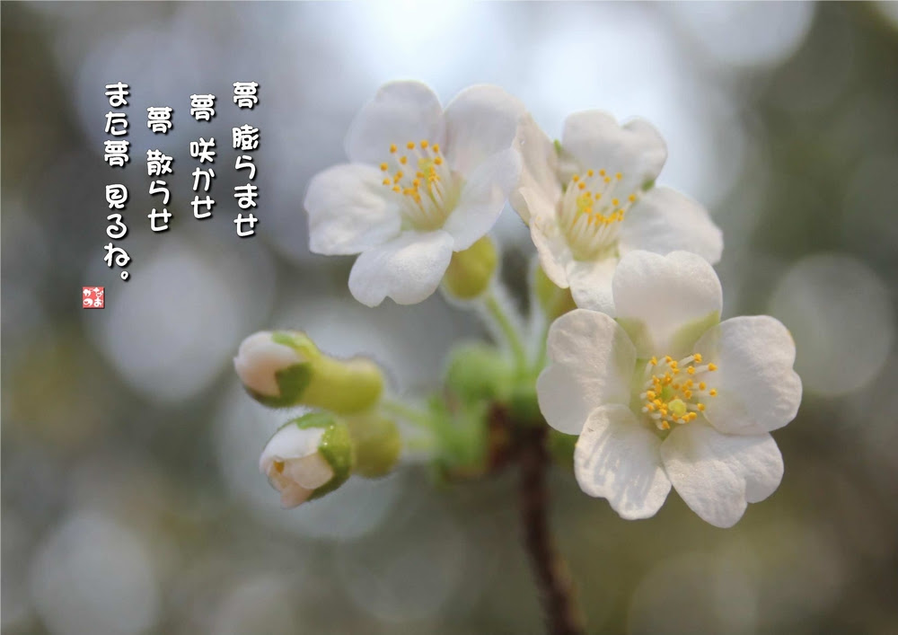 No 558 丁子桜 花言葉 優美な女性 心の美しさ 精神美 なおかつ フォトエッセイ